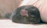 Jak kdy a kolik chinchilla spí